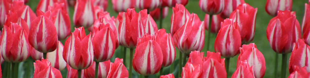 Tulpen in Morges &copy; HB9FGU